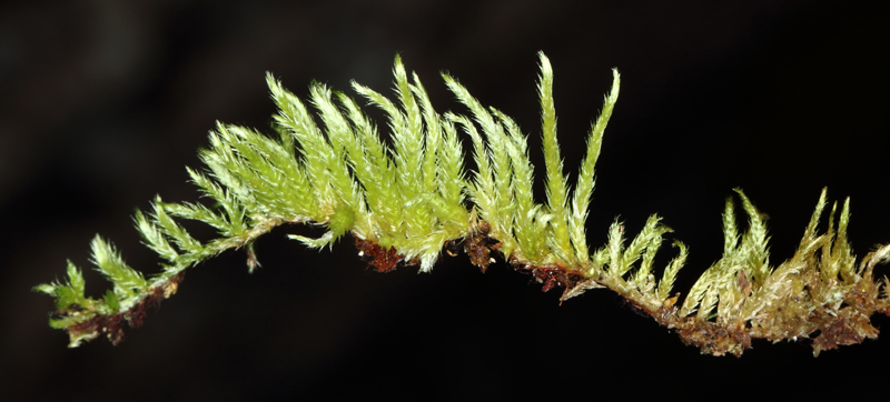 Brachythecium albicans